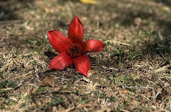 －＞木棉花 ( 崇德路 昌平路口 仁美公園)