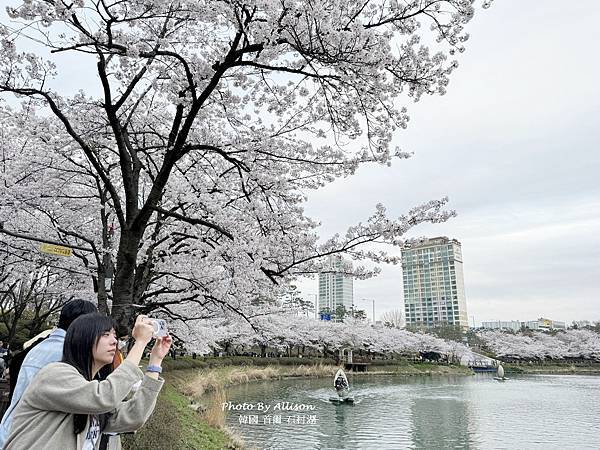 －＞【2024首爾賞櫻】 石村湖櫻花炸開！美爆了！