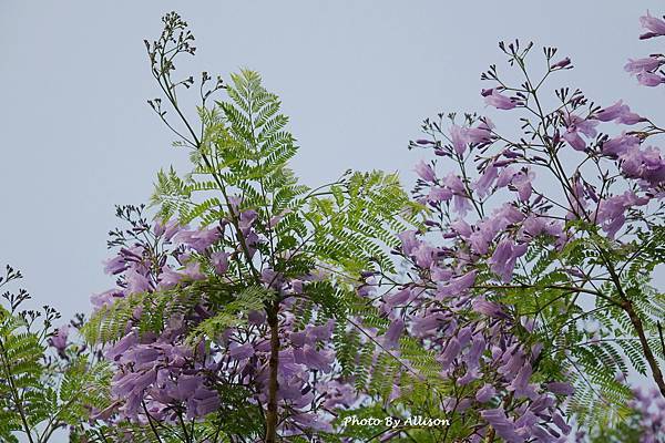 －＞初夏的紫色浪漫   藍花楹