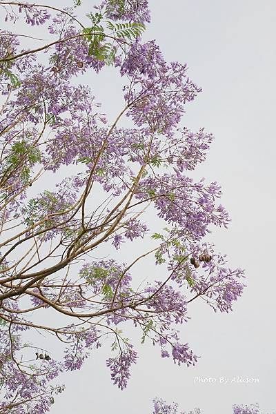 －＞初夏的紫色浪漫   藍花楹