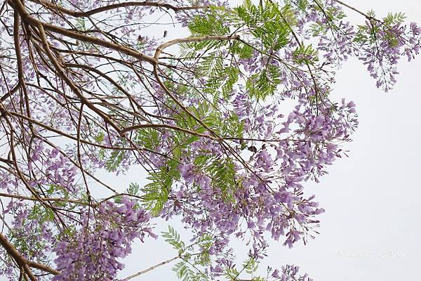 －＞初夏的紫色浪漫   藍花楹