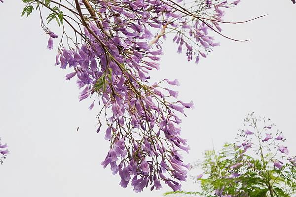 －＞初夏的紫色浪漫   藍花楹