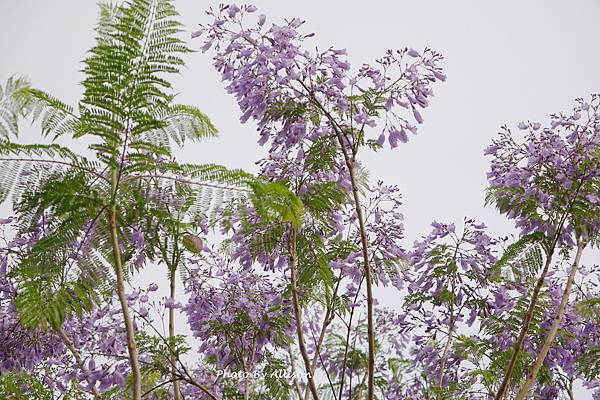 －＞初夏的紫色浪漫   藍花楹