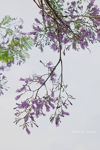 －＞初夏的紫色浪漫   藍花楹