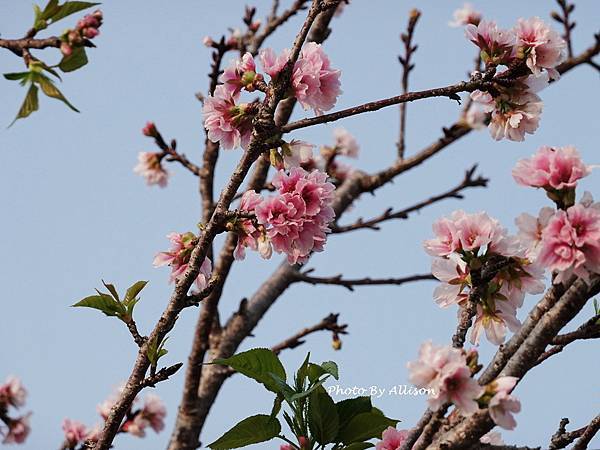 －＞台中 中央公園  櫻花林..(富士櫻)