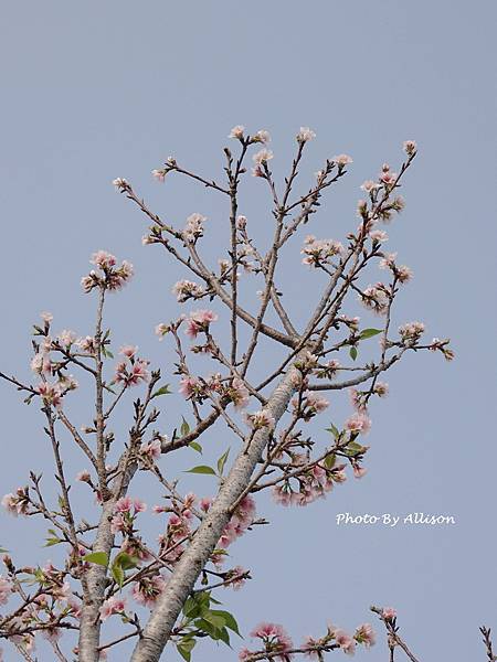 －＞台中 中央公園  櫻花林..(富士櫻)
