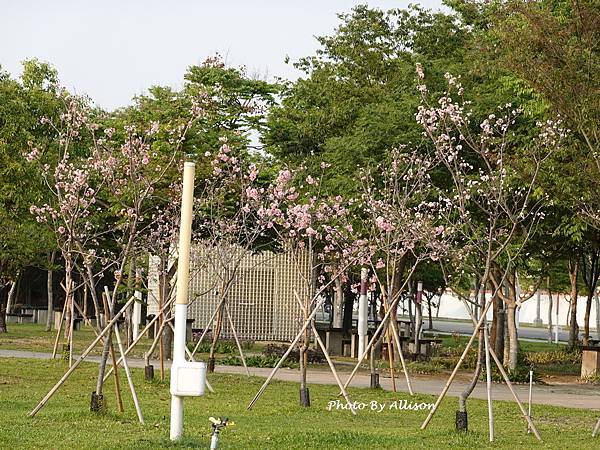 －＞台中 中央公園  櫻花林..(富士櫻)