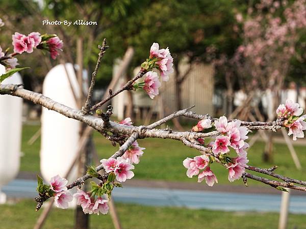 －＞台中 中央公園  櫻花林..(富士櫻)