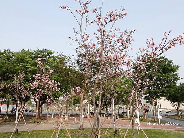 －＞台中 中央公園  櫻花林..(富士櫻)