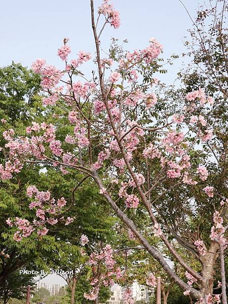 －＞台中 中央公園  櫻花林..(富士櫻)