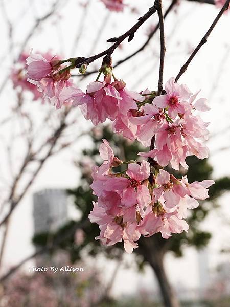 －＞台中 中央公園 櫻花林..(富士櫻)