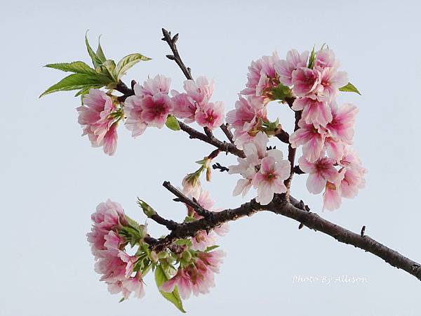 －＞台中 中央公園  櫻花林..(富士櫻)