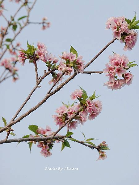 －＞台中 中央公園  櫻花林..(富士櫻)
