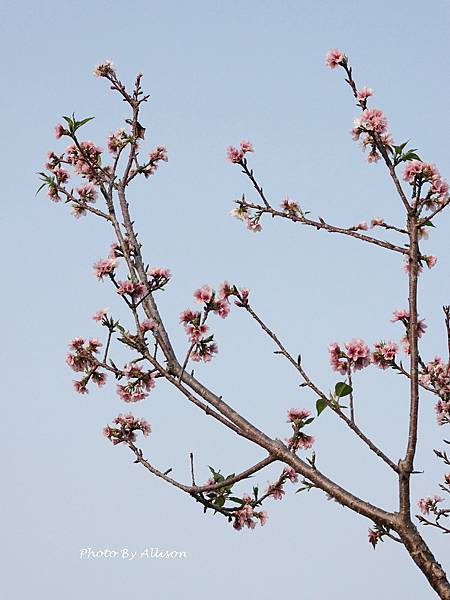 －＞台中 中央公園  櫻花林..(富士櫻)