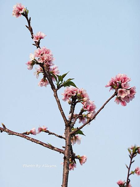 －＞台中 中央公園  櫻花林..(富士櫻)