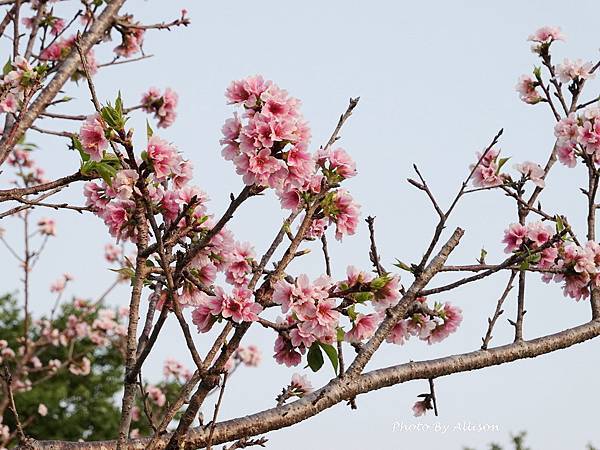 －＞台中 中央公園  櫻花林..(富士櫻)