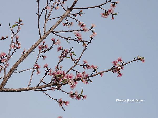 －＞台中 中央公園  櫻花林..(富士櫻)