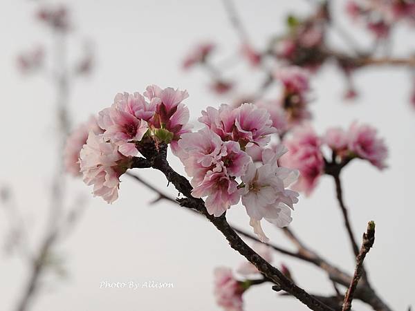 －＞台中 中央公園  櫻花林..(富士櫻)