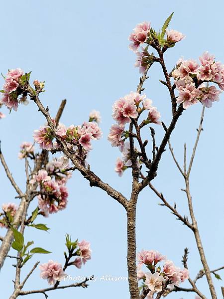－＞台中 中央公園  櫻花林..(富士櫻)