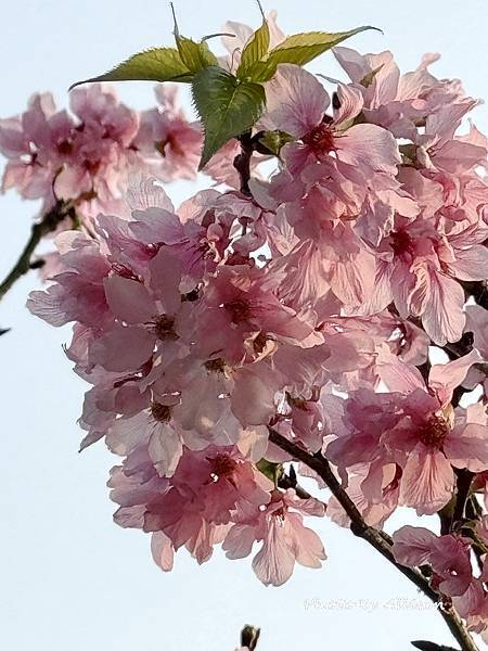 －＞台中 中央公園  櫻花林..(富士櫻)