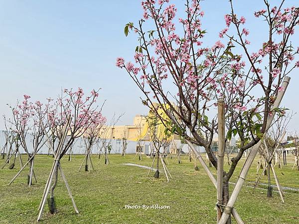 －＞台中 中央公園  櫻花林..(富士櫻)