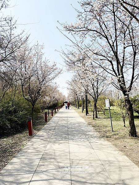 －＞首爾 汝矣島 輪中路 賞櫻