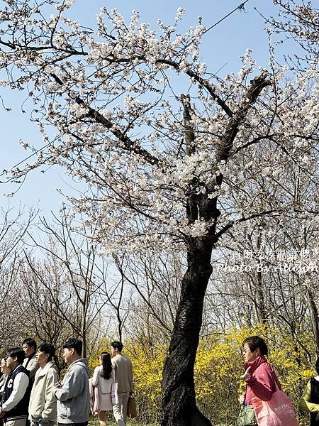 －＞首爾 汝矣島 輪中路 賞櫻