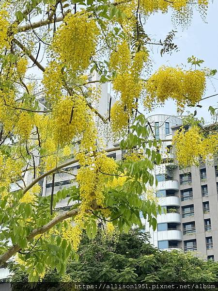 －＞串串黃金珠鍊掛枝頭, 台中市北屯旱溪東路阿勃勒花開盛況.