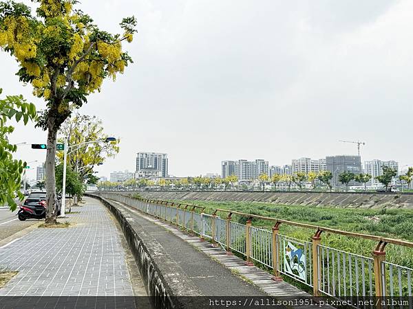 －＞串串黃金珠鍊掛枝頭, 台中市北屯旱溪東路阿勃勒花開盛況.