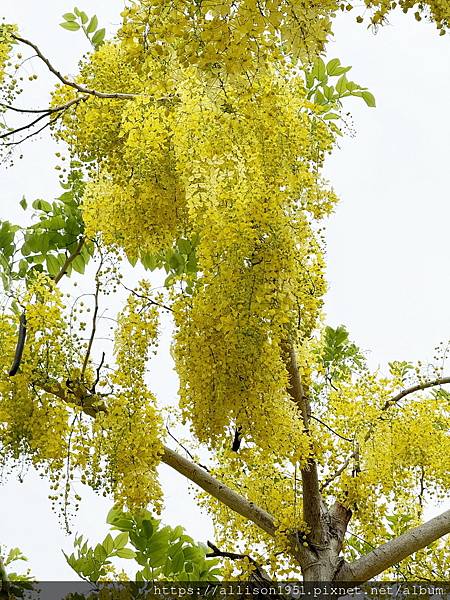 －＞串串黃金珠鍊掛枝頭, 台中市北屯旱溪東路阿勃勒花開盛況.