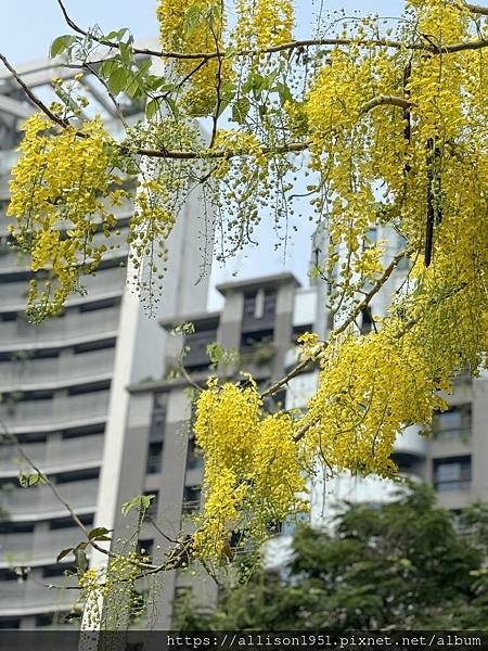 －＞串串黃金珠鍊掛枝頭, 台中市北屯旱溪東路阿勃勒花開盛況.