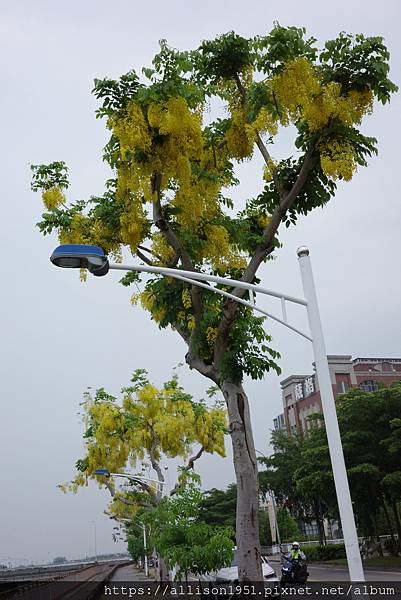 －＞串串黃金珠鍊掛枝頭, 台中市北屯旱溪東路阿勃勒花開盛況.