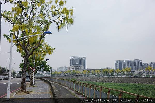 －＞串串黃金珠鍊掛枝頭, 台中市北屯旱溪東路阿勃勒花開盛況.