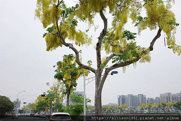 －＞串串黃金珠鍊掛枝頭, 台中市北屯旱溪東路阿勃勒花開盛況.