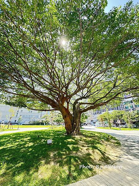 －＞桃園市立總圖以「生命樹」為靈感變身時尚「綠建築」