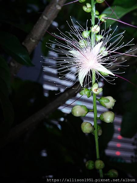 －＞夏夜的焰火---穗花棋盤腳