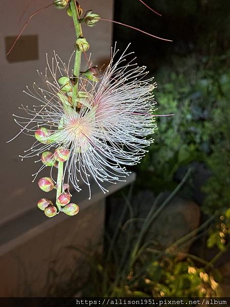 －＞夏夜的焰火---穗花棋盤腳