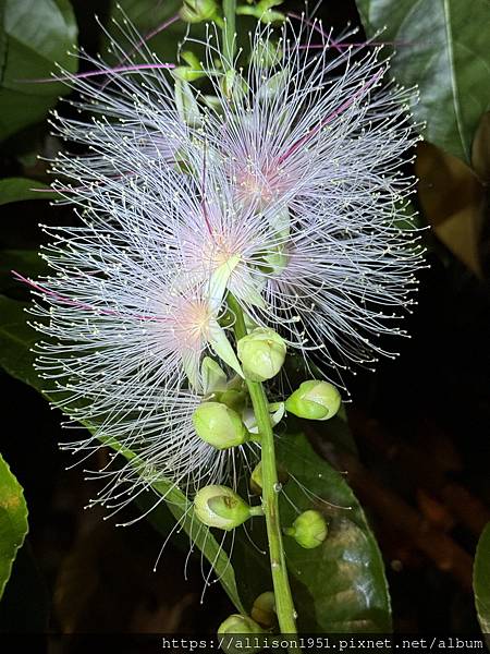 －＞夏夜的焰火---穗花棋盤腳