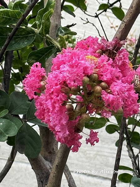 －＞夏日盛開的花兒－紫薇與九芎