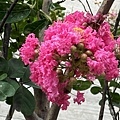 IMG_3053.JPG