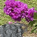 IMG_3361.JPG