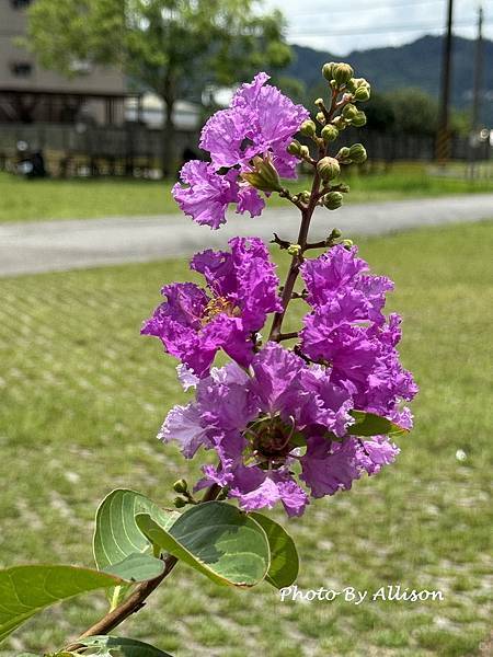 －＞夏日盛開的花兒－紫薇與九芎