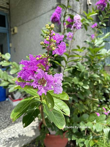 －＞夏日盛開的花兒－紫薇與九芎