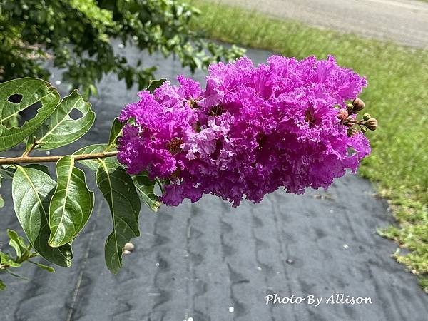 －＞夏日盛開的花兒－紫薇與九芎