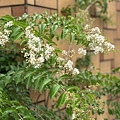 IMG_E3040.JPG