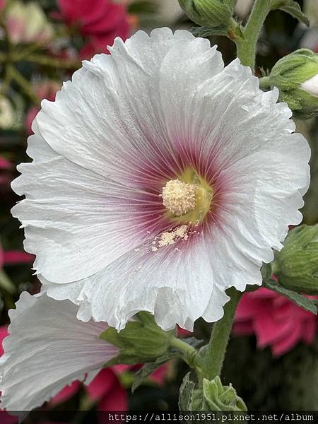 －＞炎炎夏日 , 賞花消暑...