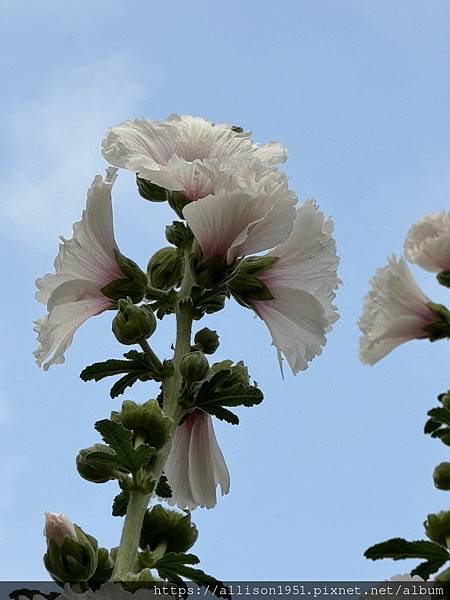－＞炎炎夏日 , 賞花消暑...