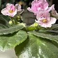 IMG_0691.JPG