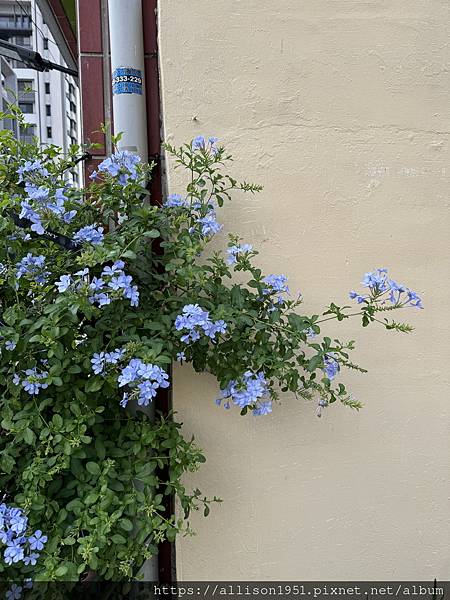 －＞炎炎夏日 , 賞花消暑...