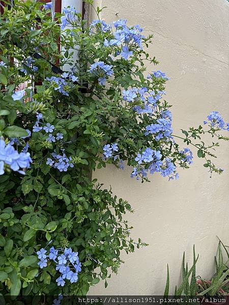 －＞炎炎夏日 , 賞花消暑...